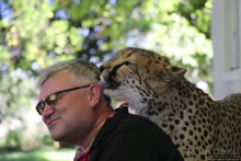 ... и был нещадно вылизан гепардом