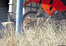 ... и был нещадно вылизан гепардом