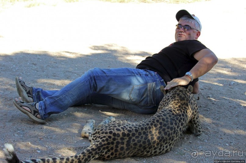 ... и был нещадно вылизан гепардом