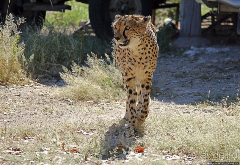 ... и был нещадно вылизан гепардом