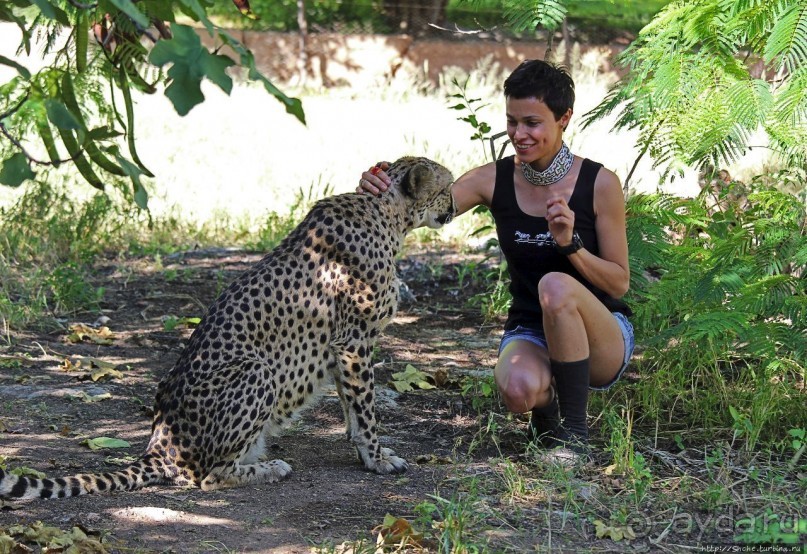 ... и был нещадно вылизан гепардом