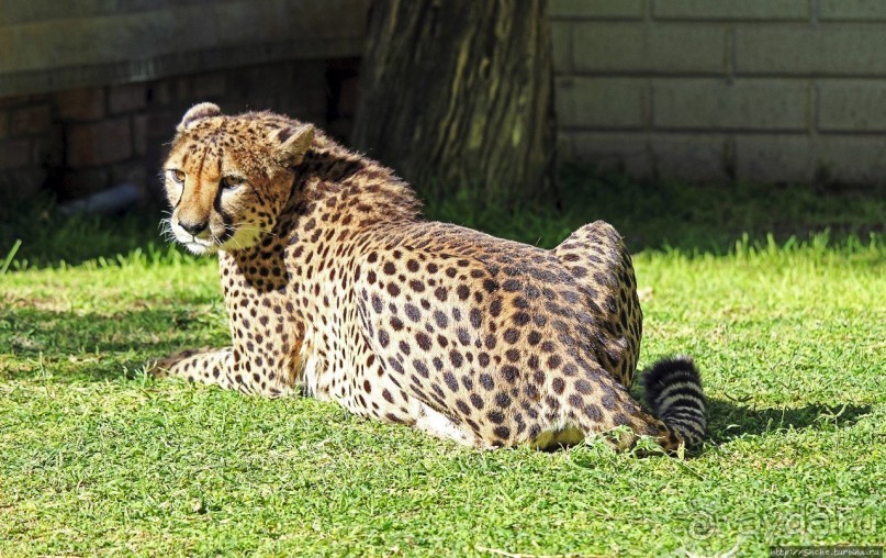 ... и был нещадно вылизан гепардом
