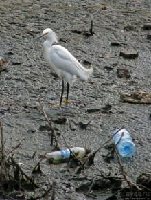 "Водоплавающее" разноптичье лагуны Патос