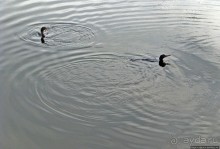 "Водоплавающее" разноптичье лагуны Патос