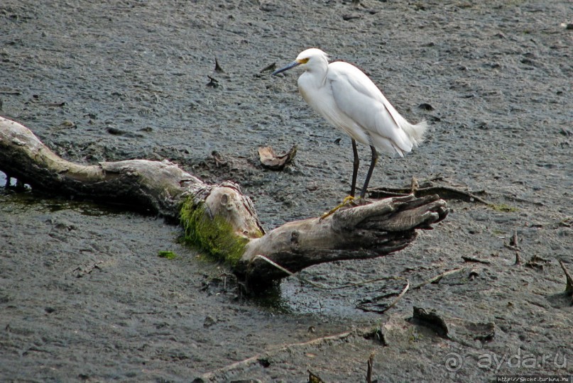 "Водоплавающее" разноптичье лагуны Патос