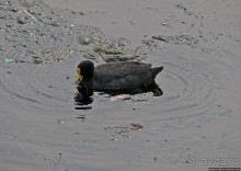 "Водоплавающее" разноптичье лагуны Патос