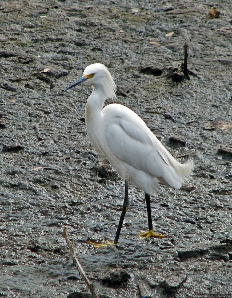 "Водоплавающее" разноптичье лагуны Патос