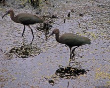 "Водоплавающее" разноптичье лагуны Патос