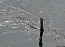 "Водоплавающее" разноптичье лагуны Патос
