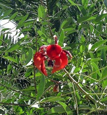 "Водоплавающее" разноптичье лагуны Патос