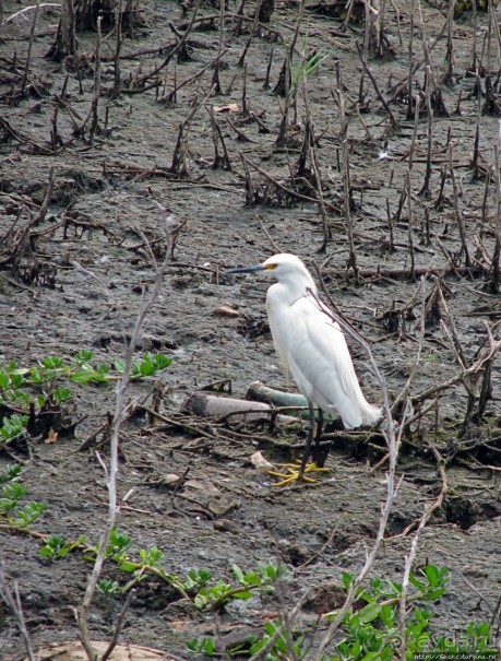 "Водоплавающее" разноптичье лагуны Патос