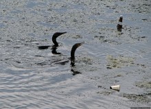 "Водоплавающее" разноптичье лагуны Патос