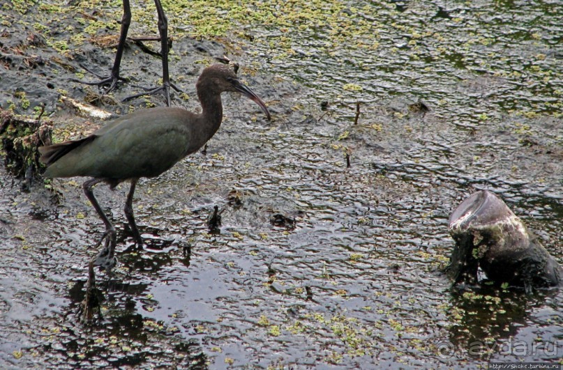 "Водоплавающее" разноптичье лагуны Патос