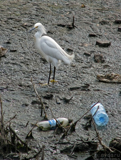 "Водоплавающее" разноптичье лагуны Патос