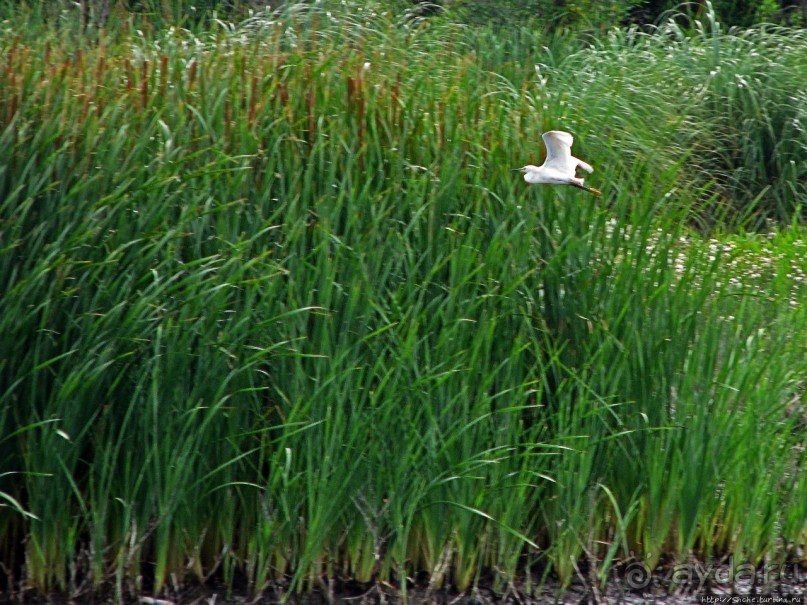 "Водоплавающее" разноптичье лагуны Патос