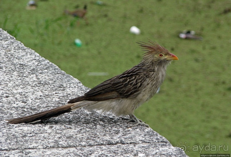 "Водоплавающее" разноптичье лагуны Патос