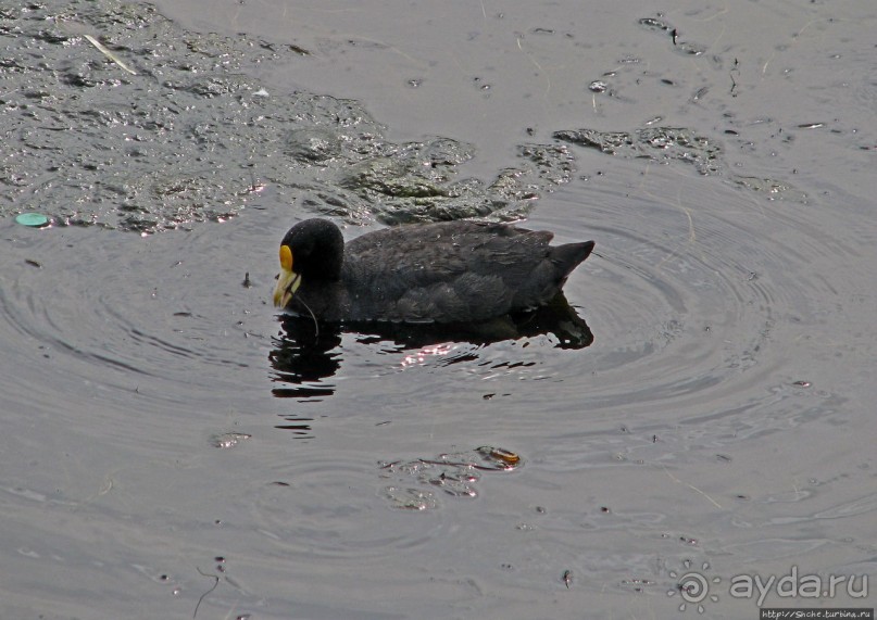"Водоплавающее" разноптичье лагуны Патос