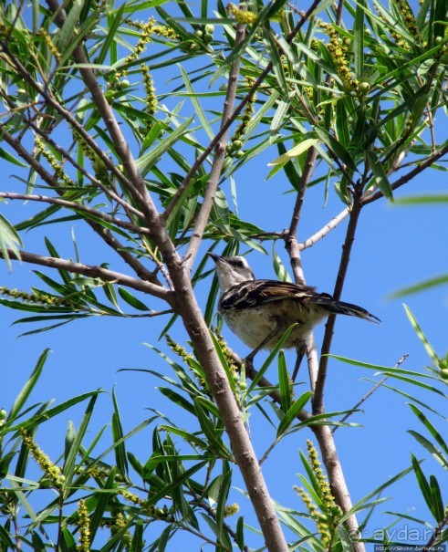 "Водоплавающее" разноптичье лагуны Патос