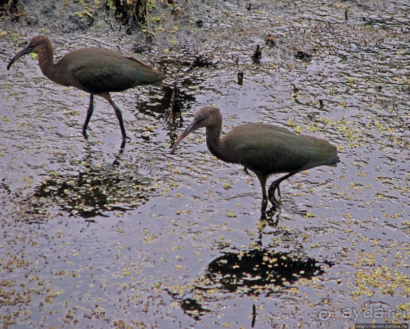 "Водоплавающее" разноптичье лагуны Патос