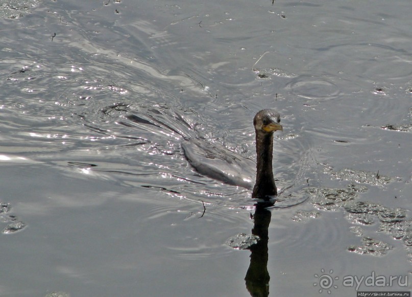 "Водоплавающее" разноптичье лагуны Патос