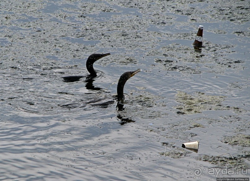 "Водоплавающее" разноптичье лагуны Патос