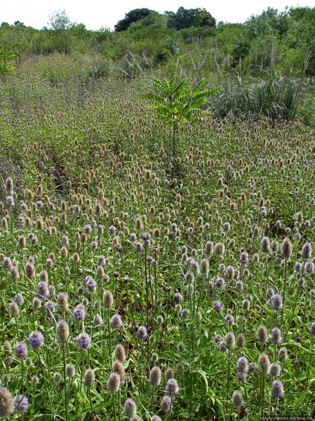 "Водоплавающее" разноптичье лагуны Патос
