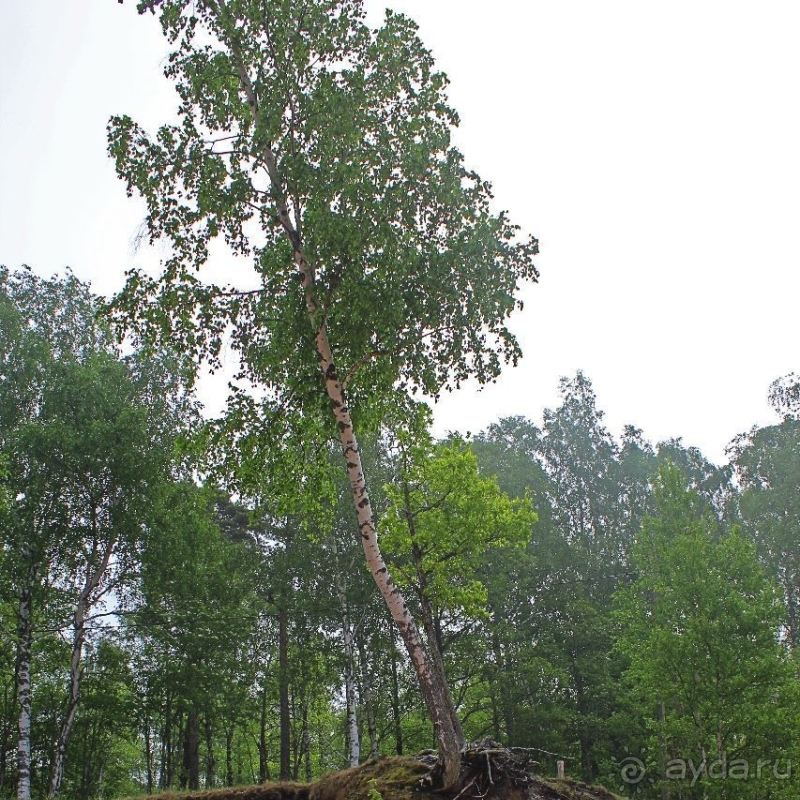 Видземские скалы Латвии — какая страна, такие и скалы
