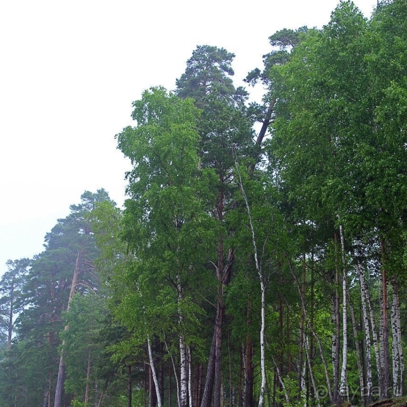 Видземские скалы Латвии — какая страна, такие и скалы