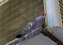 Большая мечеть Нджамены, моя история посещения