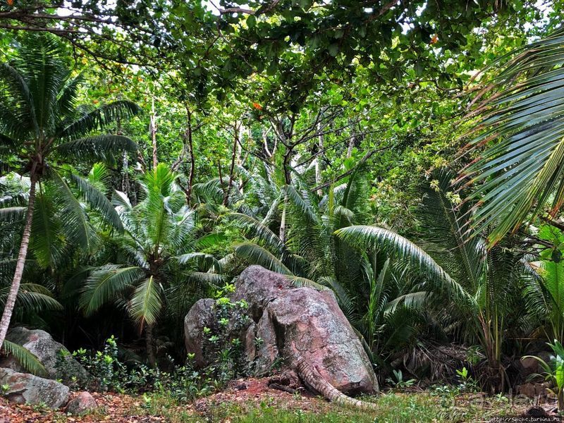 Сейшельская классика. Anse Lazio — лучший пляж на Праслине