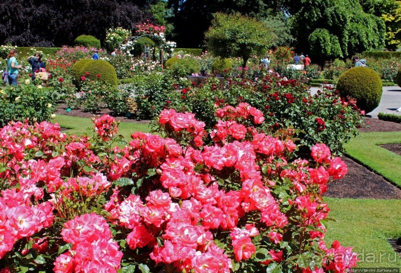 Все цветы мира к ногам наших подруг... Розы Новой Зеландии