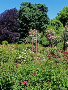 Все цветы мира к ногам наших подруг... Розы Новой Зеландии