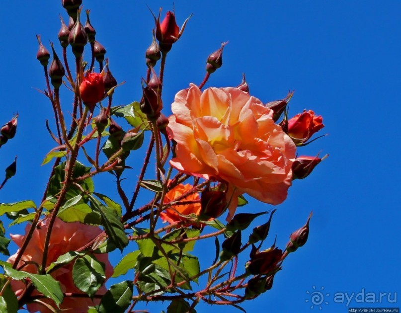 Все цветы мира к ногам наших подруг... Розы Новой Зеландии