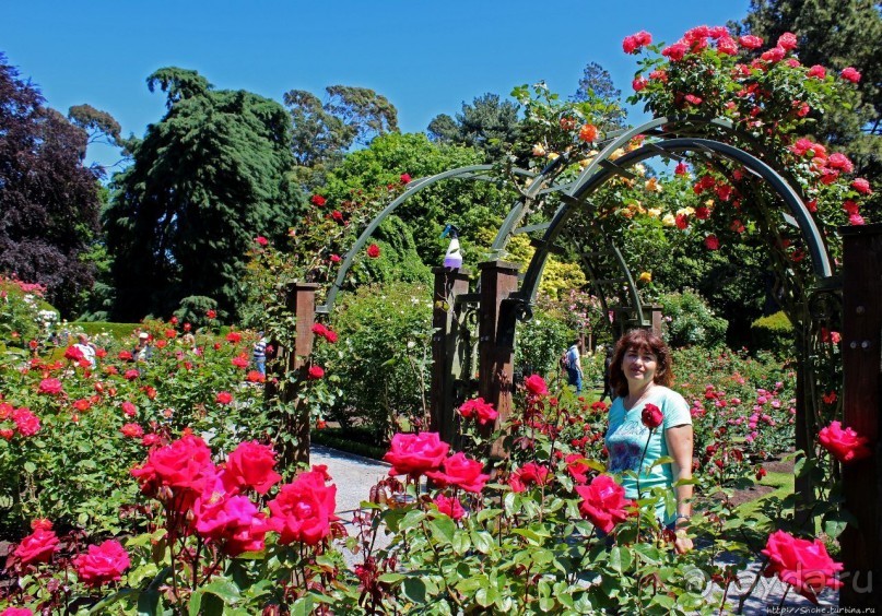 Все цветы мира к ногам наших подруг... Розы Новой Зеландии