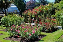 Все цветы мира к ногам наших подруг... Розы Новой Зеландии