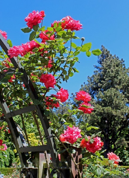 Все цветы мира к ногам наших подруг... Розы Новой Зеландии