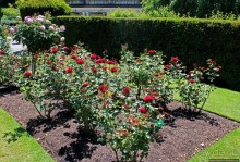 Все цветы мира к ногам наших подруг... Розы Новой Зеландии