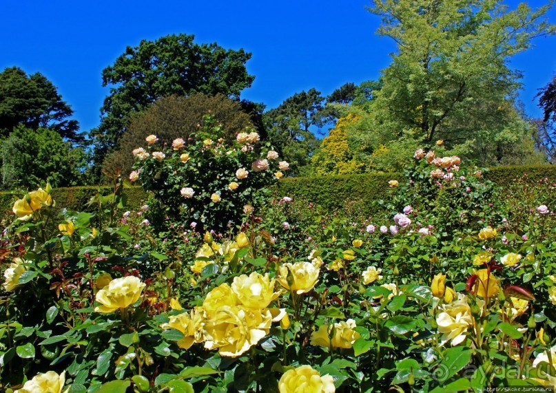 Все цветы мира к ногам наших подруг... Розы Новой Зеландии