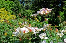 Все цветы мира к ногам наших подруг... Розы Новой Зеландии