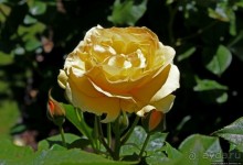 Все цветы мира к ногам наших подруг... Розы Новой Зеландии