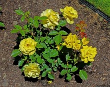 Все цветы мира к ногам наших подруг... Розы Новой Зеландии