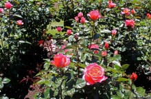 Все цветы мира к ногам наших подруг... Розы Новой Зеландии