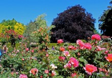 Все цветы мира к ногам наших подруг... Розы Новой Зеландии