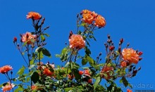 Все цветы мира к ногам наших подруг... Розы Новой Зеландии