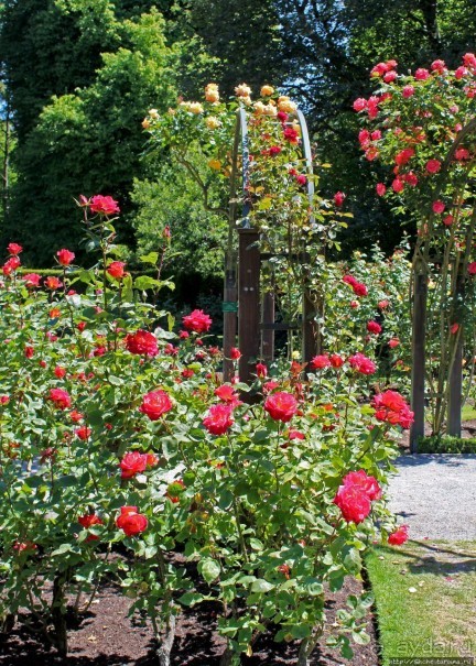 Все цветы мира к ногам наших подруг... Розы Новой Зеландии