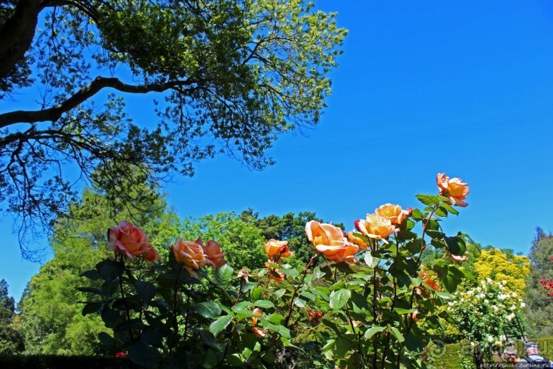 Все цветы мира к ногам наших подруг... Розы Новой Зеландии