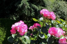 Все цветы мира к ногам наших подруг... Розы Новой Зеландии