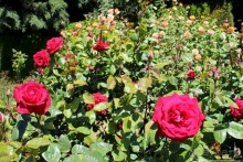 Все цветы мира к ногам наших подруг... Розы Новой Зеландии