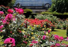 Все цветы мира к ногам наших подруг... Розы Новой Зеландии