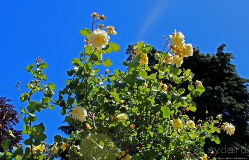 Все цветы мира к ногам наших подруг... Розы Новой Зеландии